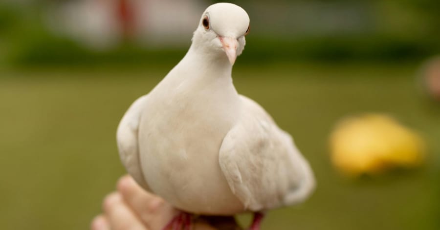 44歳まで生きた「世界最高齢ハト」、飼い主は”息子のようだった”と語る