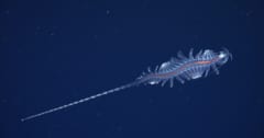 「新種の深海生物」31種をブラジル沖で発見の画像 1/5