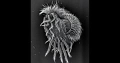 仲間を共食いする「巨大ハンター」に変身する新種生物を発見の画像 1/1