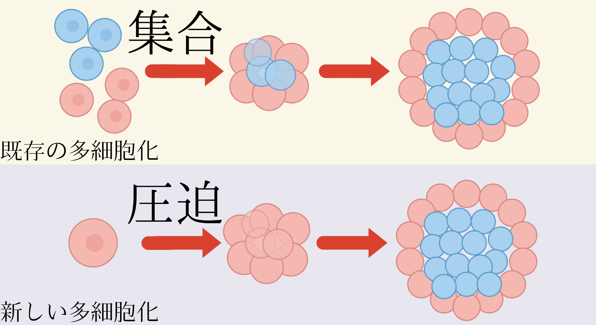 多細胞化の引き金は物理だった
