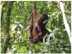 オランウータンは「6歳半まで」母乳を飲むと判明ーー哺乳類で最長かの画像 2/2