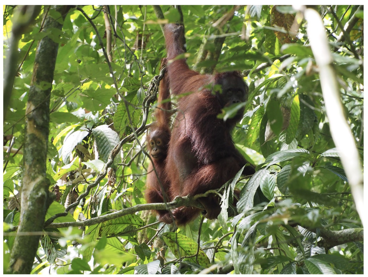 オランウータンは「6歳半まで」母乳を飲むと判明ーー哺乳類で最長かの画像 2/2