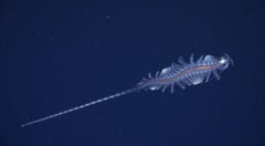 「新種の深海生物」31種をブラジル沖で発見の画像 3/5