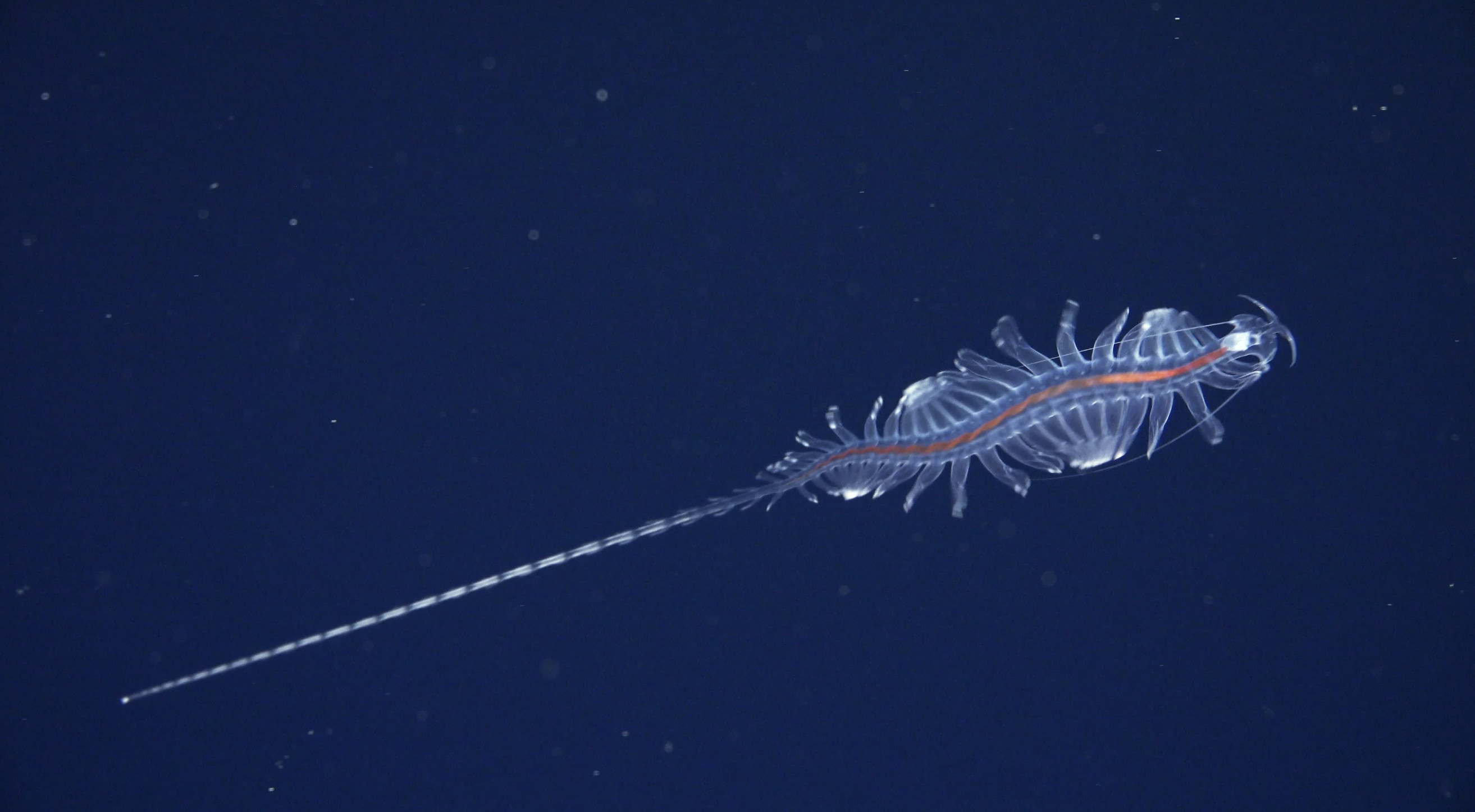 「新種の深海生物」31種をブラジル沖で発見の画像 3/5