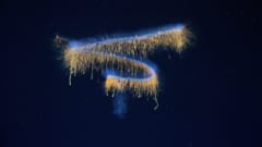 「新種の深海生物」31種をブラジル沖で発見の画像 4/5
