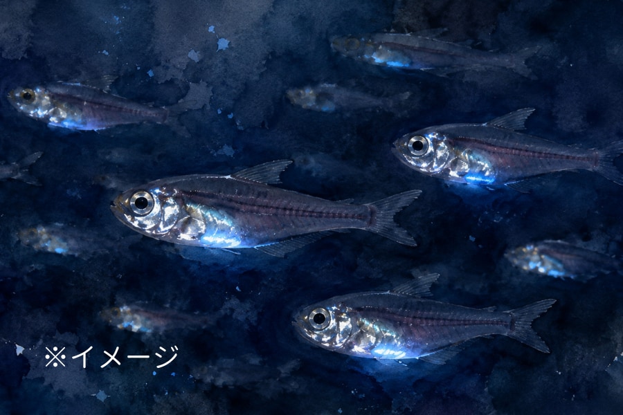 食べて「能力を盗む」魚、自分の遺伝子にない”光る”力を獲得 - ナゾロジー