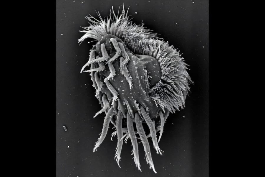 仲間を共食いする「巨大ハンター」に変身する新種生物を発見