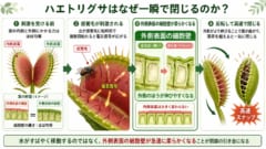 ハエトリグサが「高速で葉を閉じられる」秘密を解明の画像 3/3