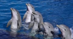 イルカのメスは強引な交尾をする「ヤバいオス」を避けるために、犯人の声を聞き分けるの画像 4/4