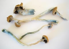 幻覚キノコでアルツハイマー患者の認知機能が一時的に回復の画像 2/2