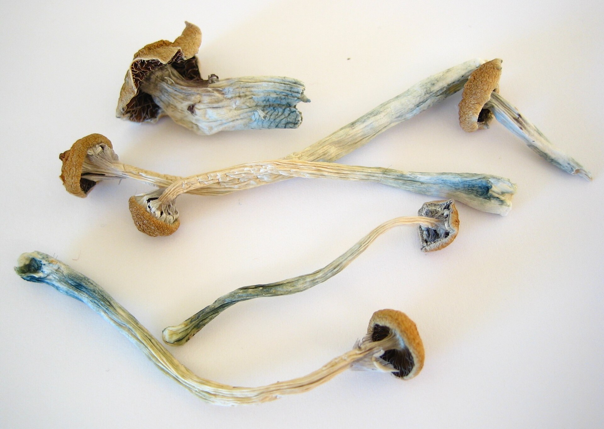 幻覚キノコでアルツハイマー患者の認知機能が一時的に回復の画像 2/2