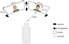 牛は「親しんだ人の顔」を見分けられると判明の画像 2/2