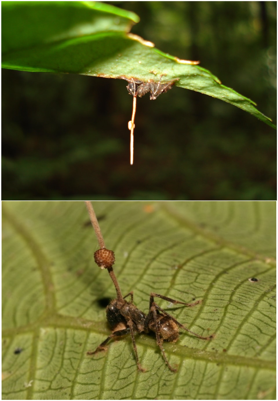 アリを操るゾンビ菌にさらに寄生する「新種の細菌」を発見の画像 2/2