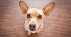 犬は飼い主の「声のトーン」だけで意図を理解できるの画像 1/1