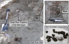 70万年前の糞はまだ臭っていた