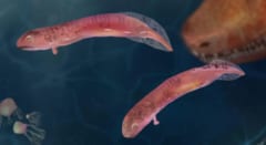 水生生物から陸上生物への移行には、両生類のような変態は必要なかった