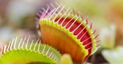 ハエトリソウが「大きいほど速く閉じる」謎、答えは”葉の形”にあったの画像 1/1