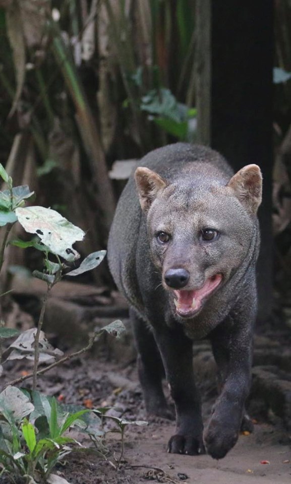 「アマゾンの幽霊犬」を固定カメラで撮影に成功の画像 2/2