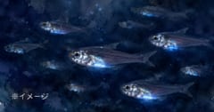 食べて「能力を盗む」魚、自分の遺伝子にない”光る”力を獲得の画像 1/1