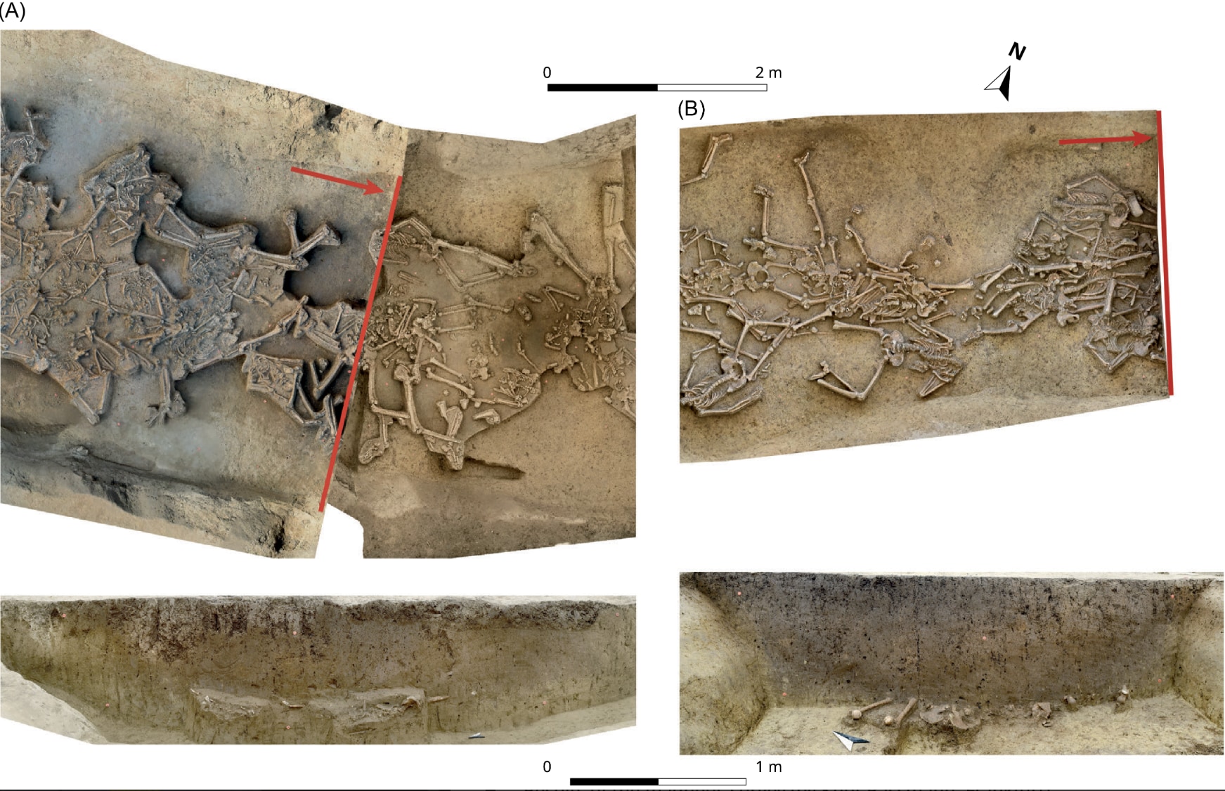 7000年前の「頭のない遺骨」を77体発見、スロバキアの画像 3/3