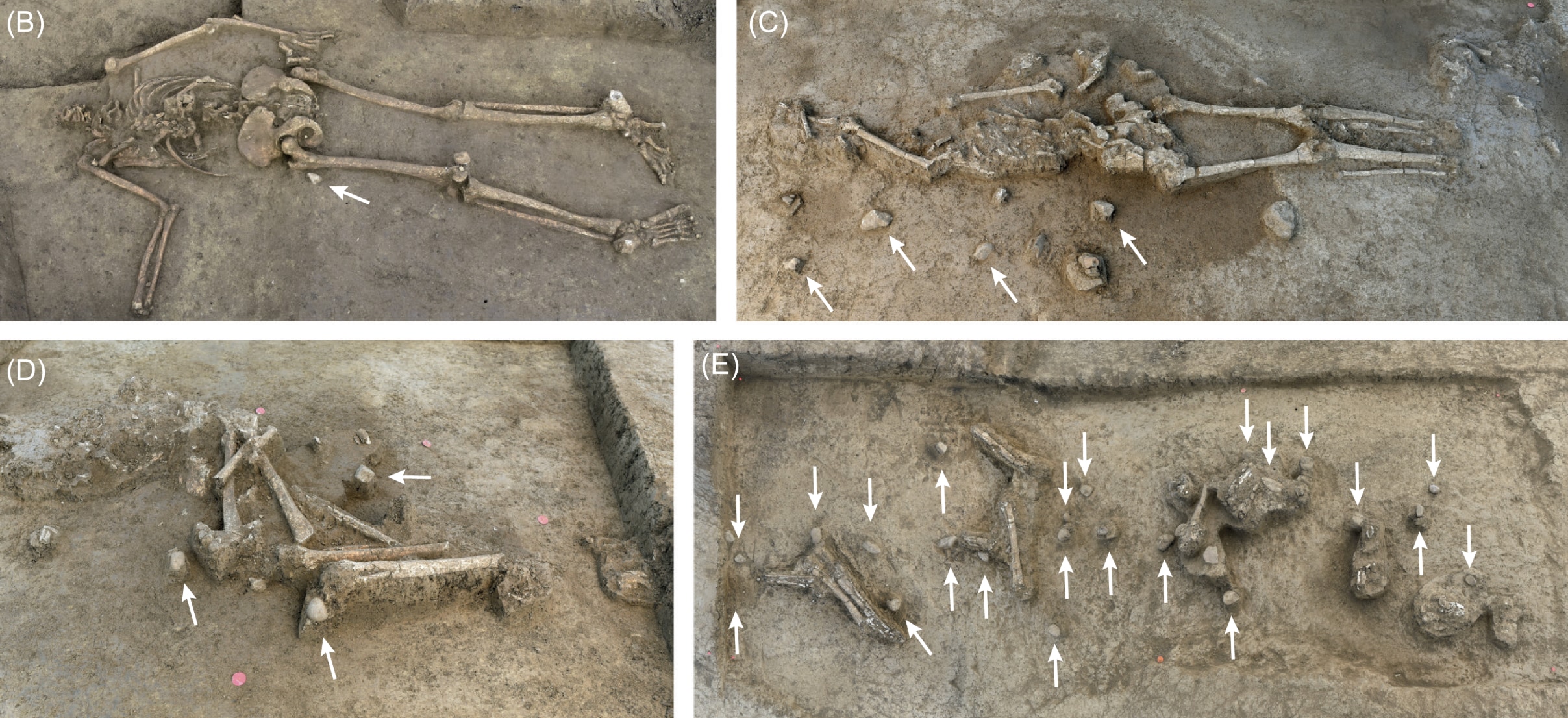 7000年前の「頭のない遺骨」を77体発見、スロバキアの画像 2/3