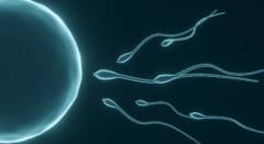 精子を磁性化して卵子に導く