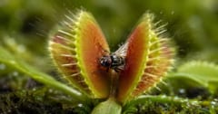 ハエトリグサが「高速で葉を閉じられる」秘密を解明の画像 1/3