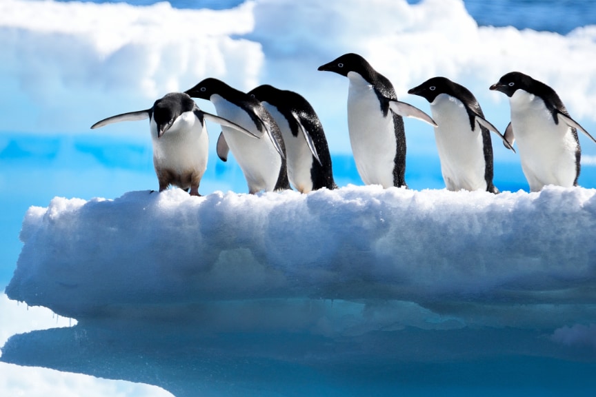 エサを探すペンギンは「まず自分で考え」「失敗したら仲間の情報に頼る」と判明