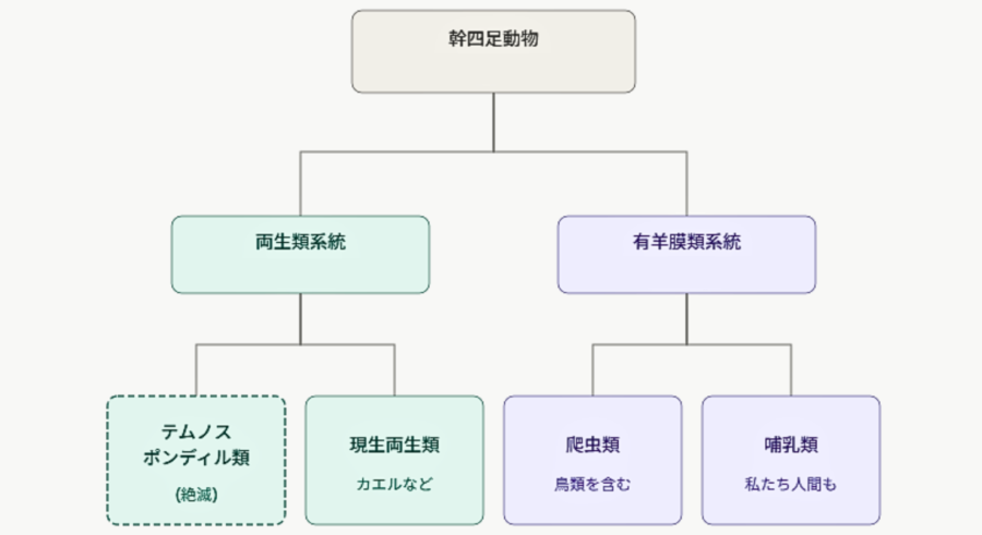 「両生類の先祖グループ」と「爬虫類や哺乳類の先祖グループ」は早い時期に枝分かれ増しました
