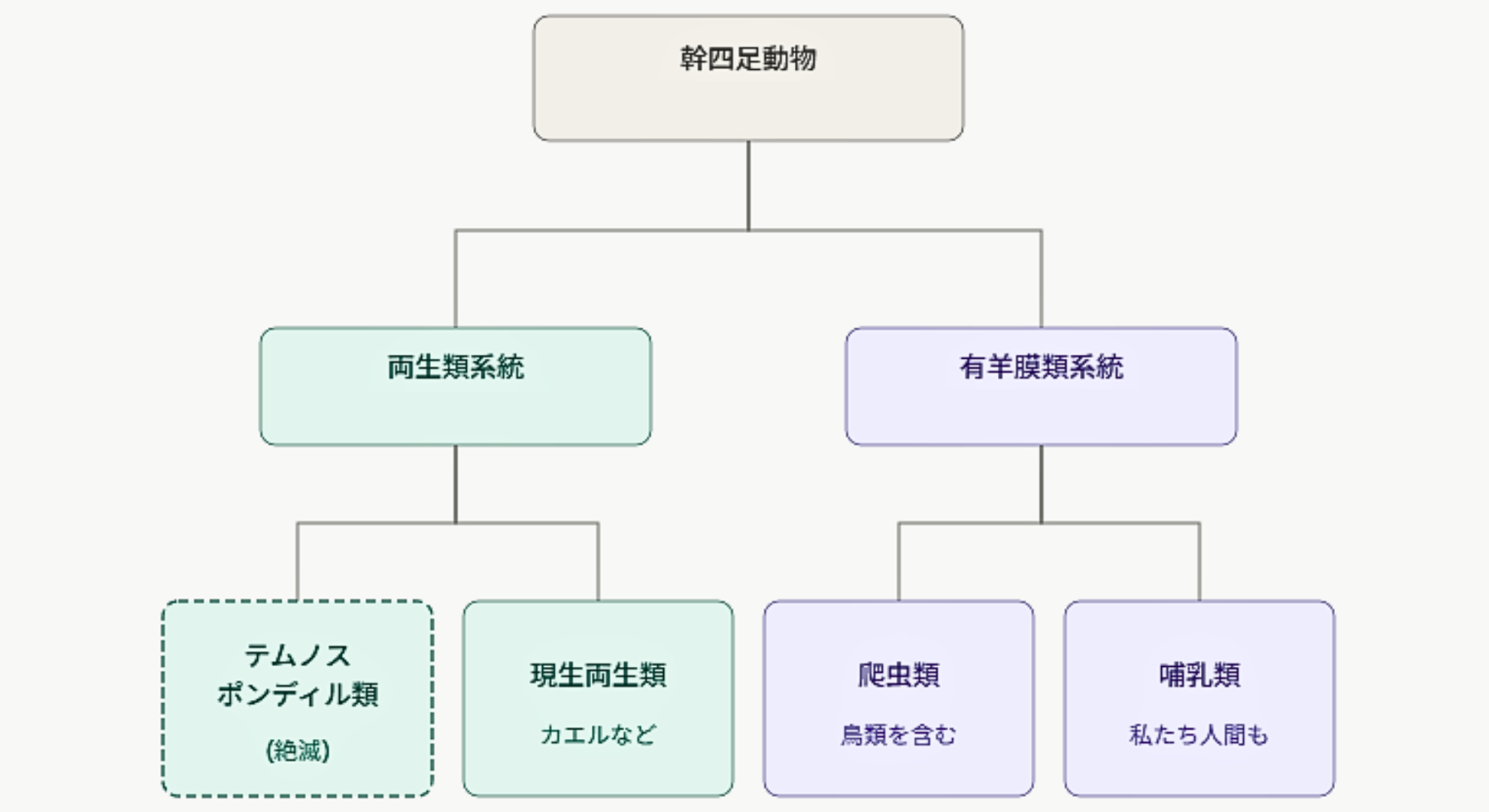 「両生類の先祖グループ」と「爬虫類や哺乳類の先祖グループ」は早い時期に枝分かれ増しました