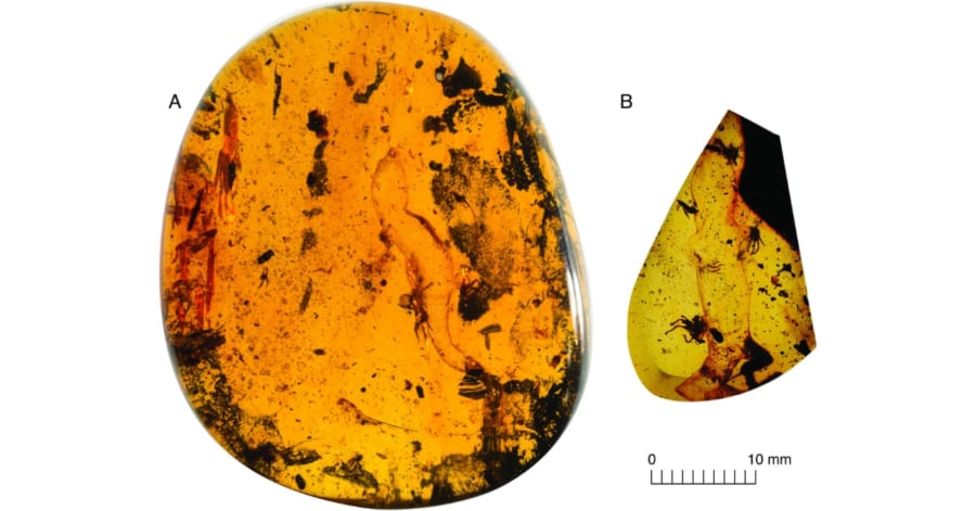 9900万年前の琥珀から「新種のヤモリ」を発見、ミャンマー - ナゾロジー