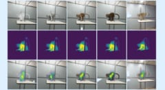 サルの視線が、中途半端なCGを避けた