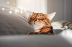 なぜネコは飼い主の上で眠るのかーー科学的理由を解説の画像 2/3