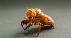 ヒグラシが綿毛をまとう頃に