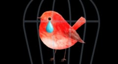 鳥は飛べない日が続くと「悲観的」になっていた――ご褒美なしでも99.9%が飛ぶ理由