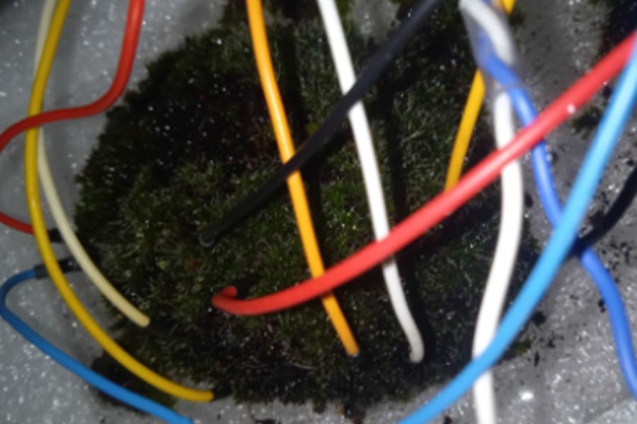 コケが神経ネットワークを思わせる電気パターンを示した