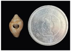 現生人類とネアンデルタール人は「ある価値観」を共有していたの画像 3/4