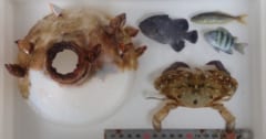 漂流するボトルに閉じ込められ「2カ月を生き延びたカニ」を発見の画像 1/3