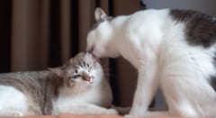 なぜ「舐め合い＝友情」と思われてきたのか