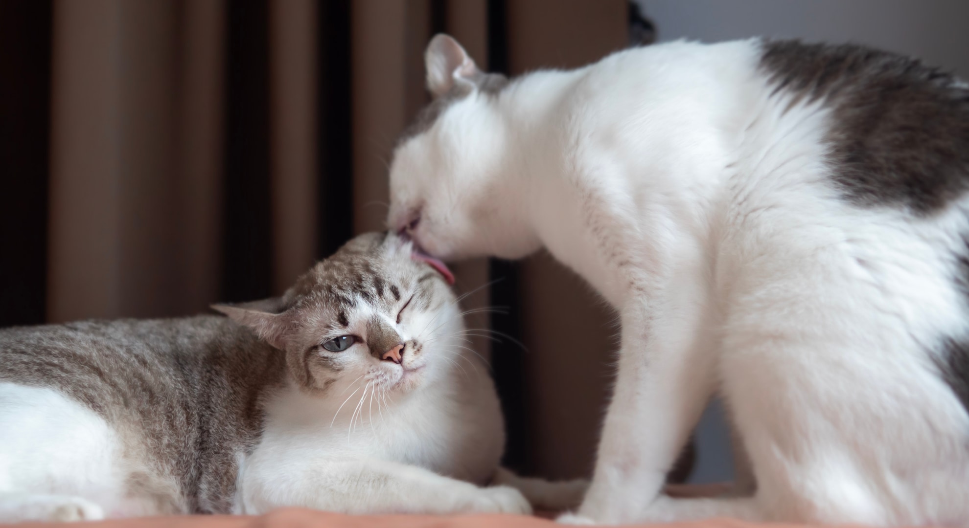 なぜ「舐め合い＝友情」と思われてきたのか