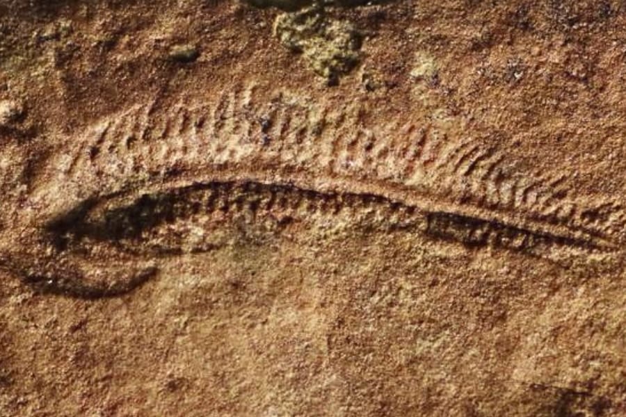 5億5000万年前の化石から、最古の「右利き」の証拠が見つかる