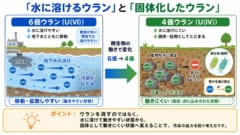 水に溶けたウランを「固体化」させる細菌の能力を新発見の画像 2/3