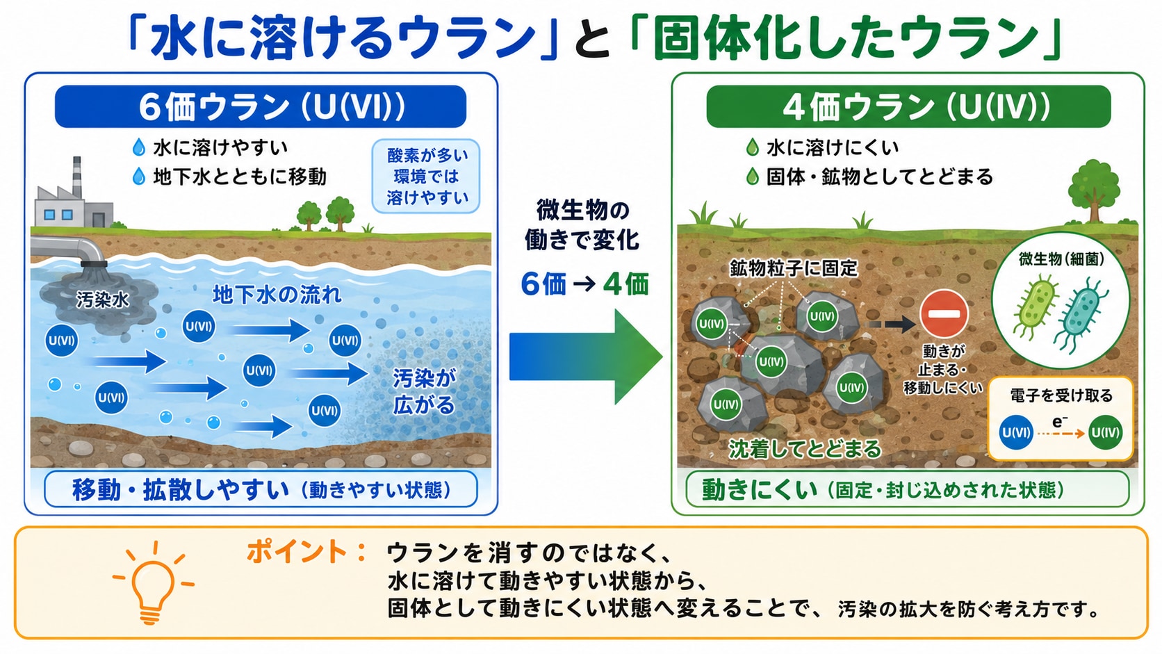 水に溶けたウランを「固体化」させる細菌の能力を新発見の画像 2/3
