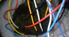 コケが神経ネットワークを思わせる電気パターンを示した