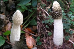 「男性器そっくりのキノコを燃やす」ダーウィンの娘の趣味が奇妙すぎたの画像 2/4