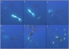 シャチがマンボウを「こっぱ微塵」にする衝撃行動を発見の画像 2/2