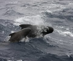 シャチでさえ遭遇を避ける「海の生物」がいたの画像 2/3