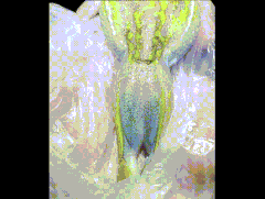 “虹色”カエルを発見、既知種の隠された秘密が明らかにの画像 2/2