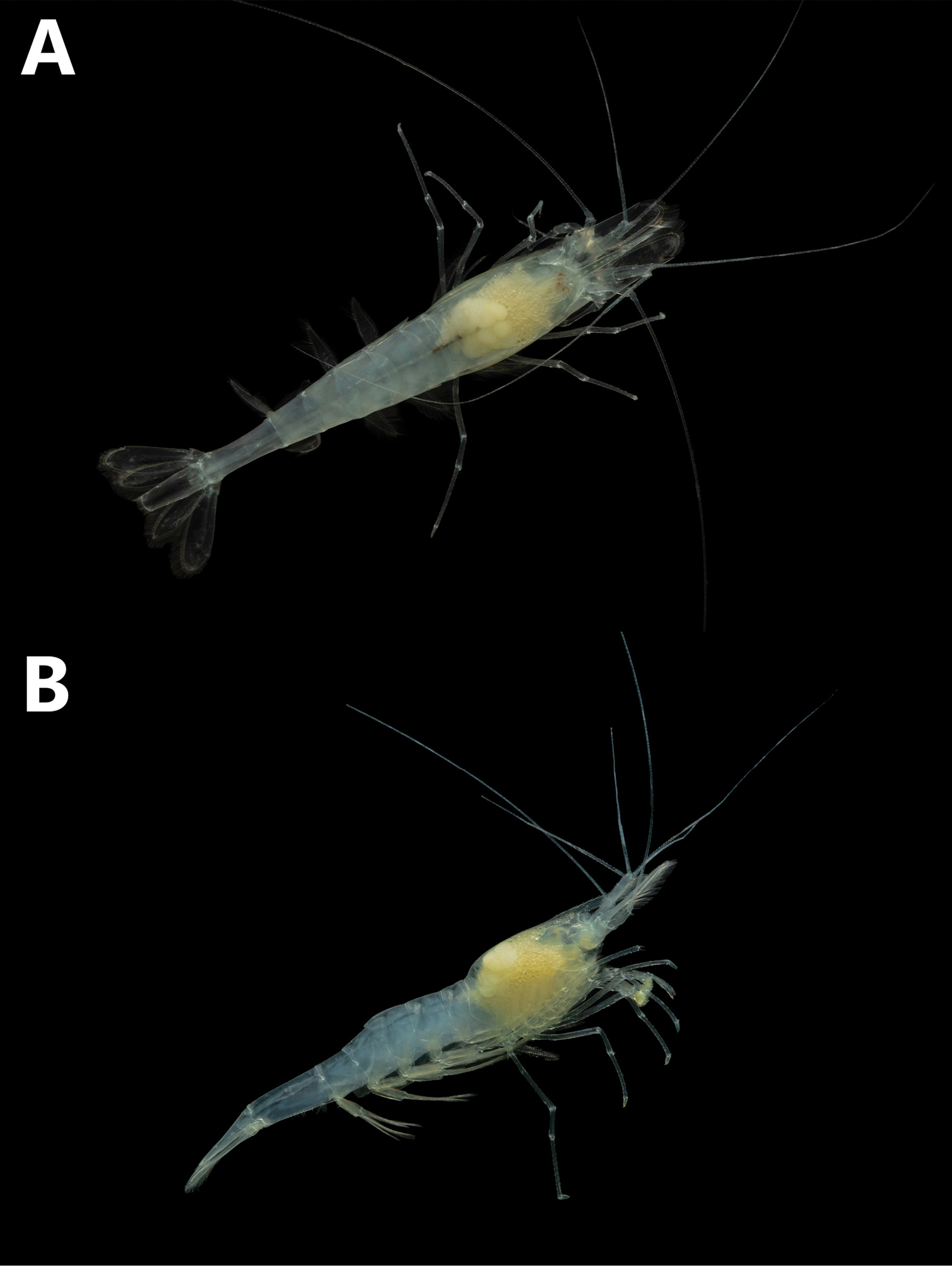 新種の盲目魚「デーモン・ケーブフィッシュ」を地下洞窟で発見、米アラバマ州の画像 2/2