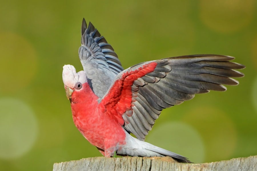 鳥は飛べない日が続くと「悲観的」になっていた――ご褒美なしでも99.9%が飛ぶ理由